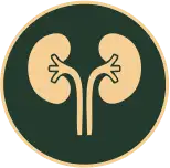 Kidney